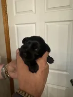 AKC Macie, a female Miniature Schnauzer for sale in Brighton, MO – Photo 3 of 8