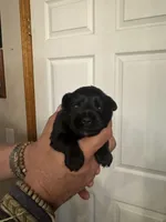 AKC Macie, a female Miniature Schnauzer for sale in Brighton, MO – Photo 5 of 8