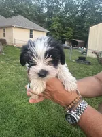 AKC Hailey, a female Miniature Schnauzer for sale in Brighton, MO – 9 of 10