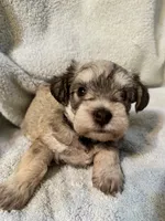 AKC Maggie, a female Miniature Schnauzer for sale in Brighton, MO – 9 of 10