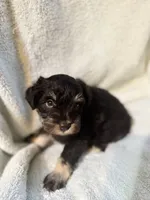 AKC Matilda, a female Miniature Schnauzer for sale in Brighton, MO – 5 of 8
