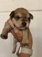 Maggie, a female Miniature Schnauzer for sale in Brighton, MO – 2 of 10