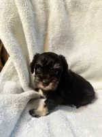 AKC Matilda, a female Miniature Schnauzer for sale in Brighton, MO – 4 of 8