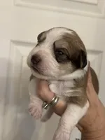 Oliver, a male Miniature Schnauzer for sale in Brighton, MO – 4 of 9