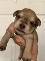 Maggie, a female Miniature Schnauzer for sale in Brighton, MO – 8 of 10