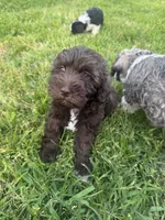 AKC Chocolate Colby, a male Miniature Schnauzer for sale in Brighton, MO – 10 of 10