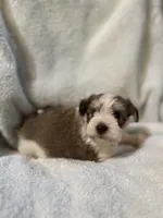 AKC Oliver, a male Miniature Schnauzer for sale in Brighton, MO – 8 of 10