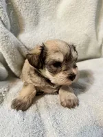 AKC Maggie, a female Miniature Schnauzer for sale in Brighton, MO – 8 of 10