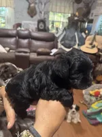 AKC solid black Allie, a female Miniature Schnauzer for sale in Brighton, MO – 4 of 6