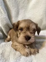 AKC Sam, a male Miniature Schnauzer for sale in Brighton, MO – 9 of 10