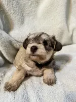 AKC Maggie, a female Miniature Schnauzer for sale in Brighton, MO – 10 of 10