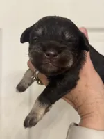 Matilda, a female Miniature Schnauzer for sale in Brighton, MO – 5 of 10