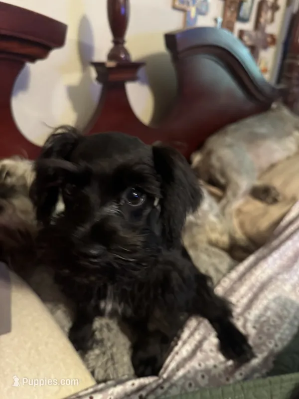 AKC solid black Maddie – Miniature Schnauzer puppy for sale in Brighton, MO