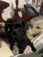 AKC solid black Maddie, a female Miniature Schnauzer for sale in Brighton, MO – 1 of 10