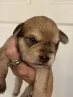 Maggie, a female Miniature Schnauzer for sale in Brighton, MO – 3 of 10