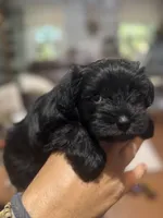 AKC solid black Macie, a female Miniature Schnauzer for sale in Brighton, MO – 2 of 6