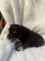 AKC Matilda, a female Miniature Schnauzer for sale in Brighton, MO – 3 of 8