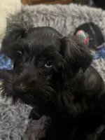 AKC Tillie, a female Miniature Schnauzer for sale in Brighton, MO – 5 of 10