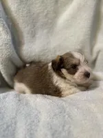 AKC Oliver, a male Miniature Schnauzer for sale in Brighton, MO – 3 of 10