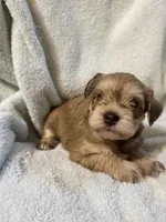 AKC Sam, a male Miniature Schnauzer for sale in Brighton, MO – 7 of 10