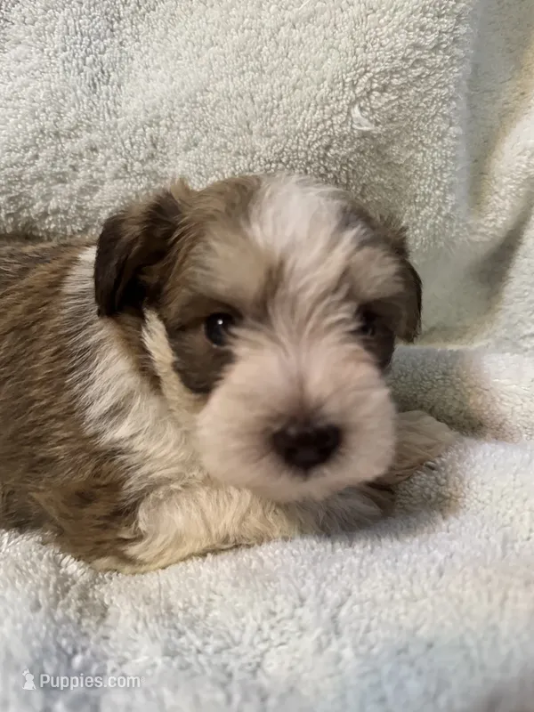 AKC Oliver – Miniature Schnauzer puppy for sale in Brighton, MO