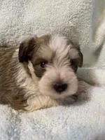 AKC Oliver, a male Miniature Schnauzer for sale in Brighton, MO – 10 of 10