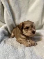 AKC Sam, a male Miniature Schnauzer for sale in Brighton, MO – 3 of 10