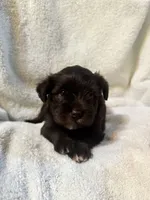 AKC Steffie, a female Miniature Schnauzer for sale in Brighton, MO – 2 of 10