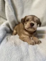 AKC Sam, a male Miniature Schnauzer for sale in Brighton, MO – 8 of 10