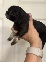 Matilda, a female Miniature Schnauzer for sale in Brighton, MO – 7 of 10