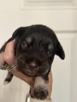 Matilda, a female Miniature Schnauzer for sale in Brighton, MO – 2 of 10