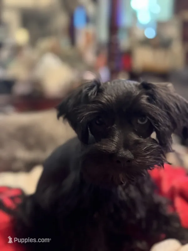 AKC Tillie – Miniature Schnauzer puppy for sale in Brighton, MO