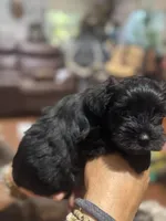 AKC solid black Macie, a female Miniature Schnauzer for sale in Brighton, MO – 4 of 6