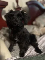 AKC solid black Maddie, a female Miniature Schnauzer for sale in Brighton, MO – 7 of 10