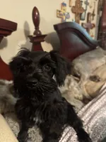 AKC solid black Maddie, a female Miniature Schnauzer for sale in Brighton, MO – 10 of 10