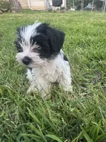 AKC Hailey, a female Miniature Schnauzer for sale in Brighton, MO – 4 of 10