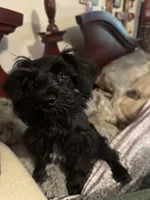 AKC solid black Maddie, a female Miniature Schnauzer for sale in Brighton, MO – 9 of 10
