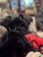 AKC Tillie, a female Miniature Schnauzer for sale in Brighton, MO – 8 of 10