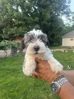 AKC Jack, a male Miniature Schnauzer for sale in Brighton, MO – 6 of 10