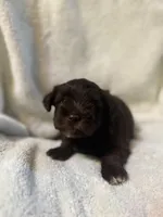 AKC Steffie, a female Miniature Schnauzer for sale in Brighton, MO – 3 of 10