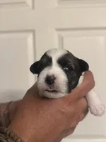 Jack, a male Miniature Schnauzer for sale in Brighton, MO – Photo 8 of 9