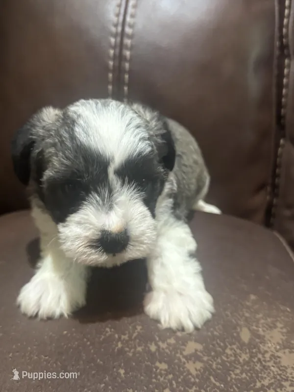 AKC Jack – Miniature Schnauzer puppy for sale in Brighton, MO