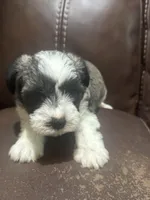 AKC Jack, a male Miniature Schnauzer for sale in Brighton, MO – Photo 1 of 5