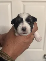 Jack, a male Miniature Schnauzer for sale in Brighton, MO – Photo 6 of 9