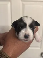 Jack, a male Miniature Schnauzer for sale in Brighton, MO – Photo 4 of 9