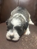 AKC Jack, a male Miniature Schnauzer for sale in Brighton, MO – Photo 2 of 5