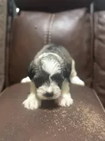 AKC Jack, a male Miniature Schnauzer for sale in Brighton, MO – Photo 3 of 5