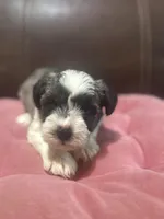 AKC Jack, a male Miniature Schnauzer for sale in Brighton, MO – Photo 5 of 5