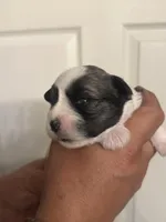 Jack, a male Miniature Schnauzer for sale in Brighton, MO – Photo 9 of 9