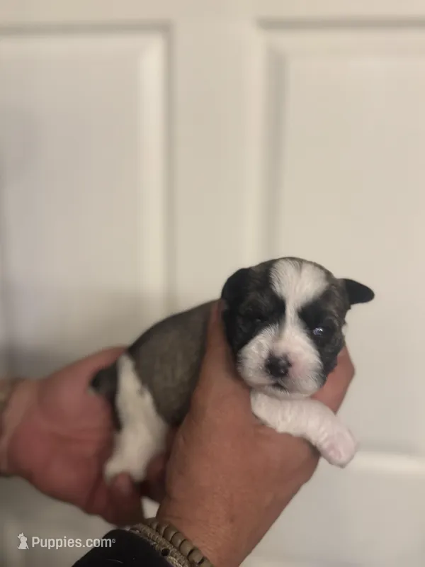 AKC Jack – Miniature Schnauzer puppy for sale in Brighton, MO